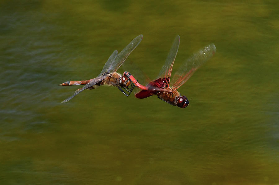 Tramea carolina 1, Carolina saddlebag Dragonfly 3, In Flight, North Carolina Marsh, Print Photograph by Eric Abernethy