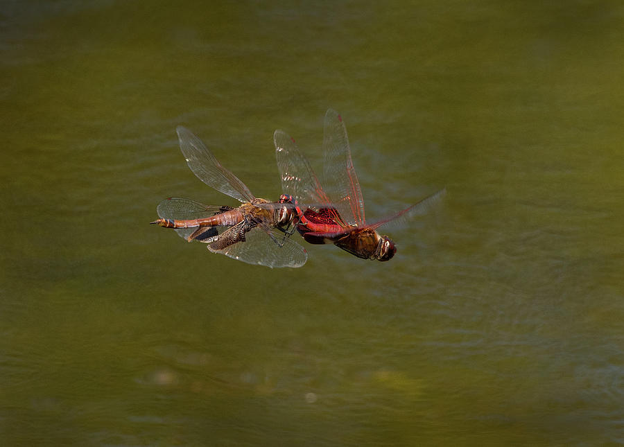 Tramea carolina 1, Carolina saddlebag Dragonfly, In Flight, North Carolina Marsh, Print Photograph by Eric Abernethy