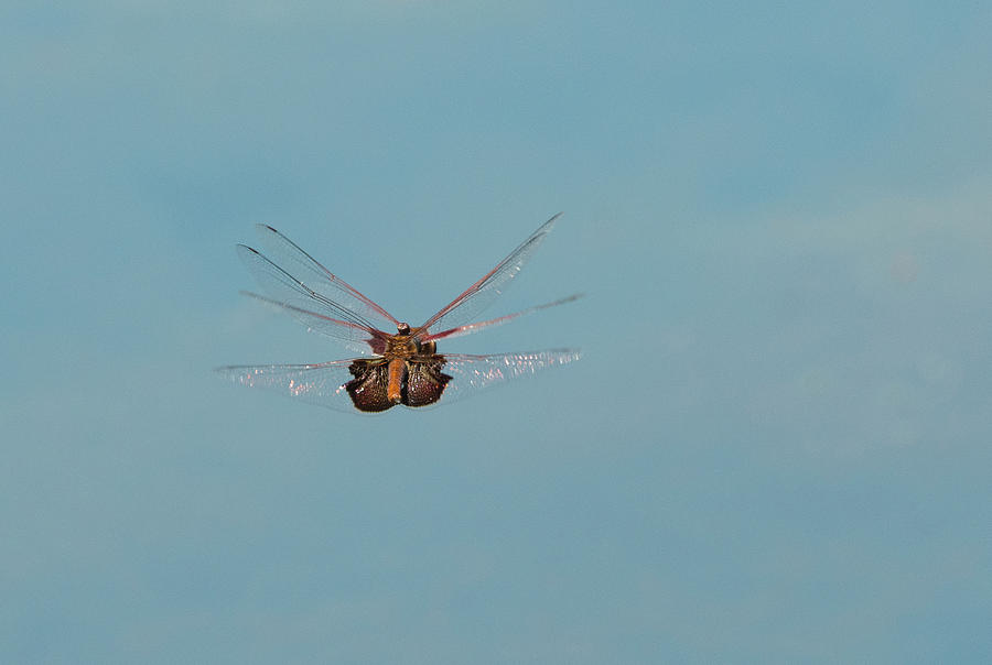 Tramea carolina, Carolina saddlebag Dragonfly 4, In Flight, North Carolina Marsh, Print Photograph by Eric Abernethy