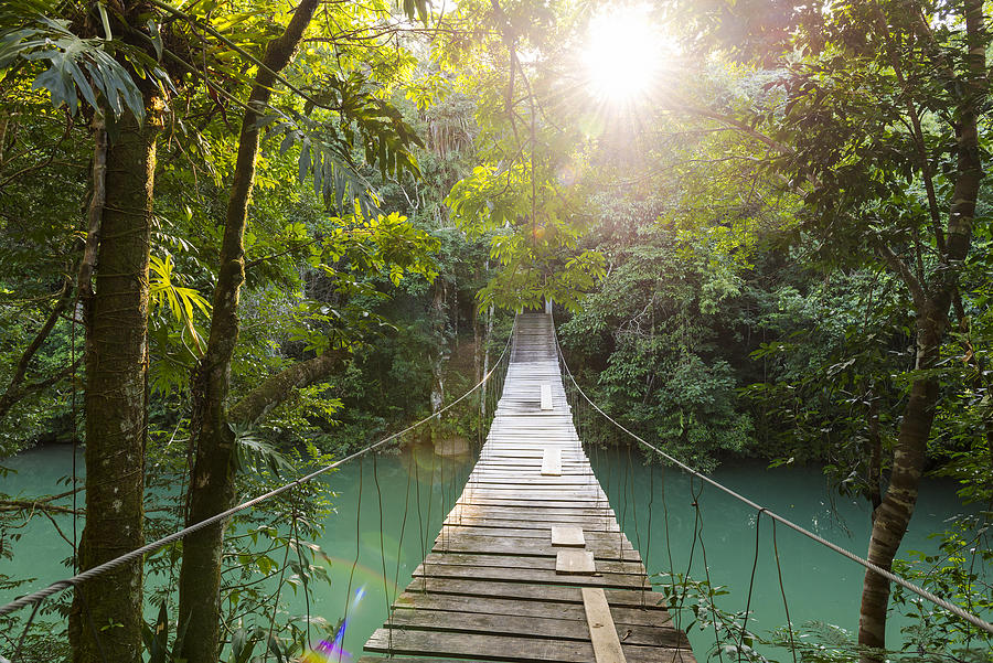 Tranquil Forest Footbridge Photograph by THP Creative