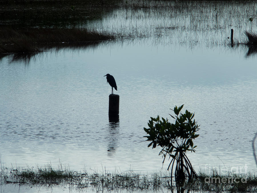 Tranquil Perch Photograph