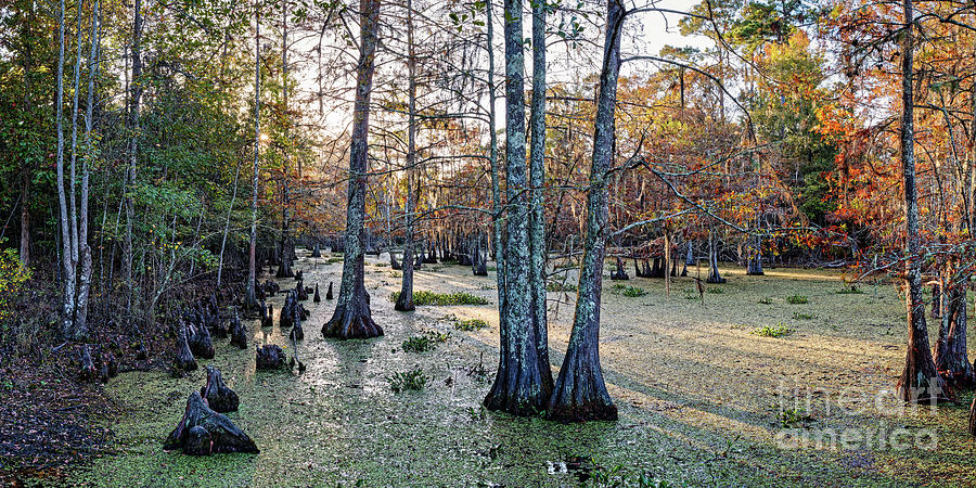 Tranquil Slough and Turning Bald Cypresses at Martin Dies Jr. State Park - East Texas Pineywoods Photograph by Silvio Ligutti