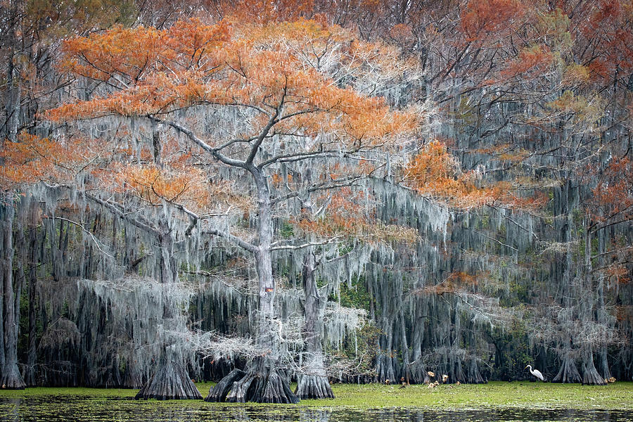 Tranquility on Caddo Lake  Photograph by Harriet Feagin