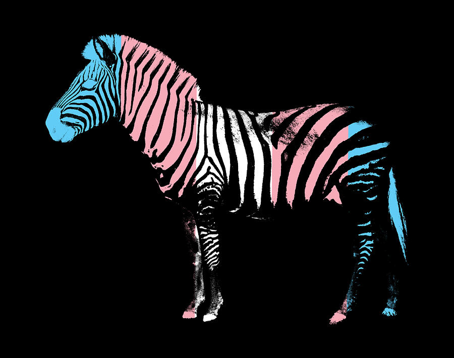 Trans flag zebra Digital Art by Francisco Ruiz Navas