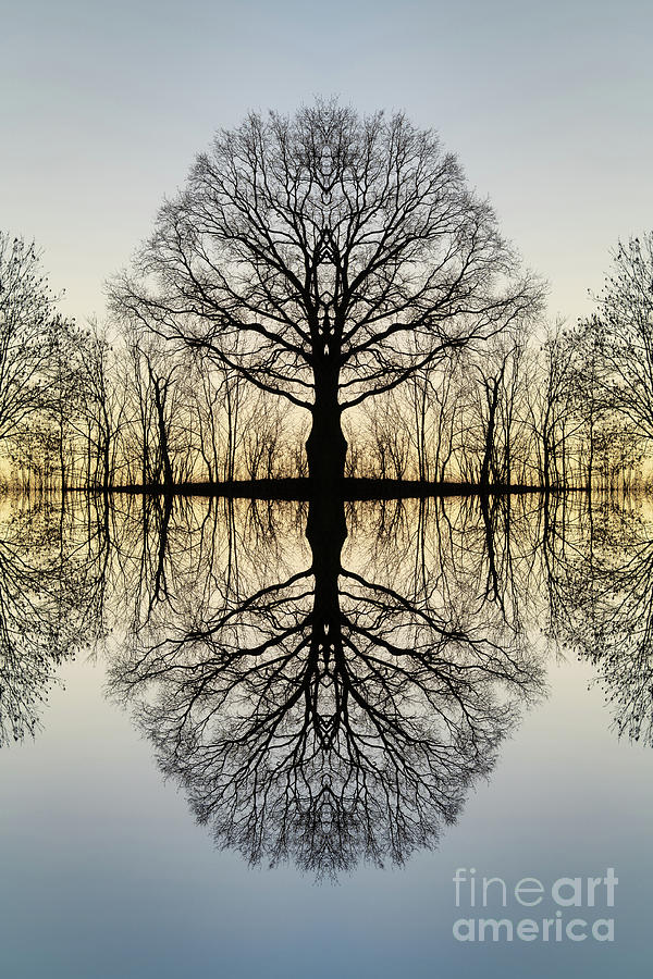 Transformation of a tree 1 Digital Art by Adriana Mueller