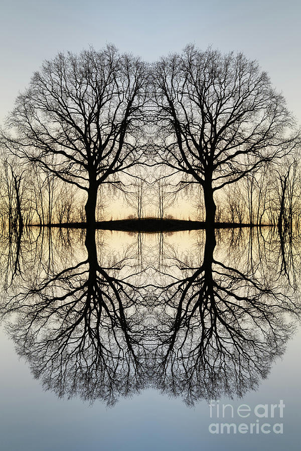 Transformation of a tree 3 Digital Art by Adriana Mueller