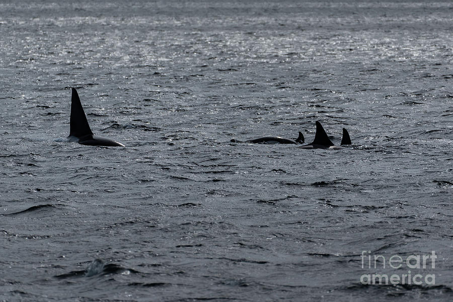 Spring Photograph - Transient Orca Family Hunting in Puget Sound by Nancy Gleason