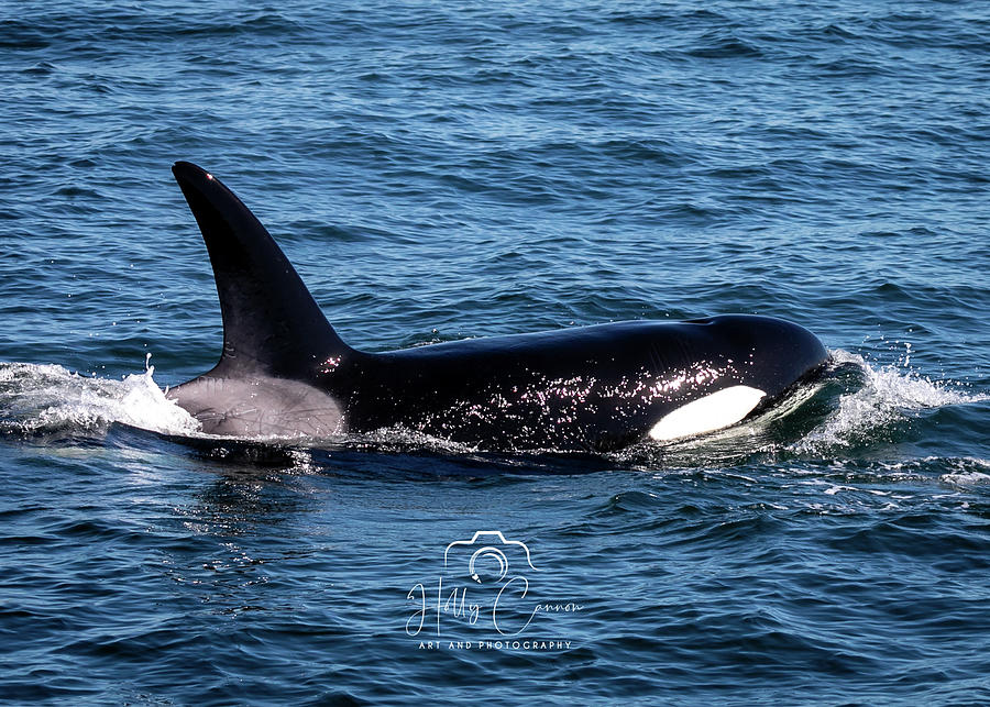 Transient Orca Killer Whale Photograph by Holly Cannon - Pixels