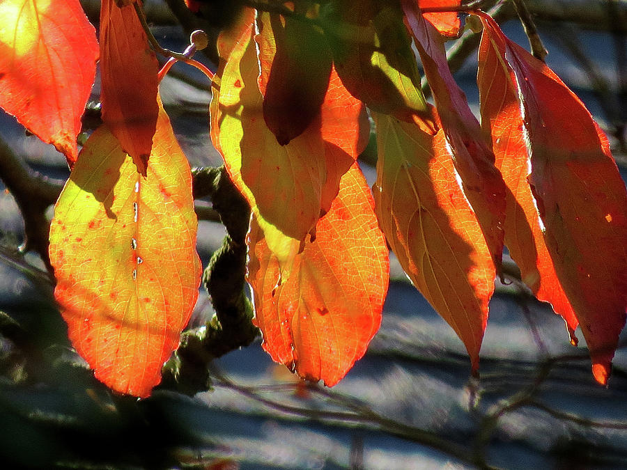 Translucent Autumn Leaves Photograph by Linda Stern