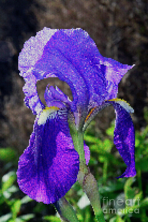 Translucent Blue Iris Rhp Digital Art