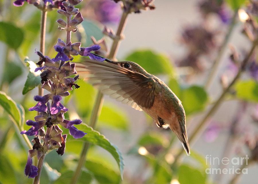 Translucent Hummingbird Photograph by Carol Groenen
