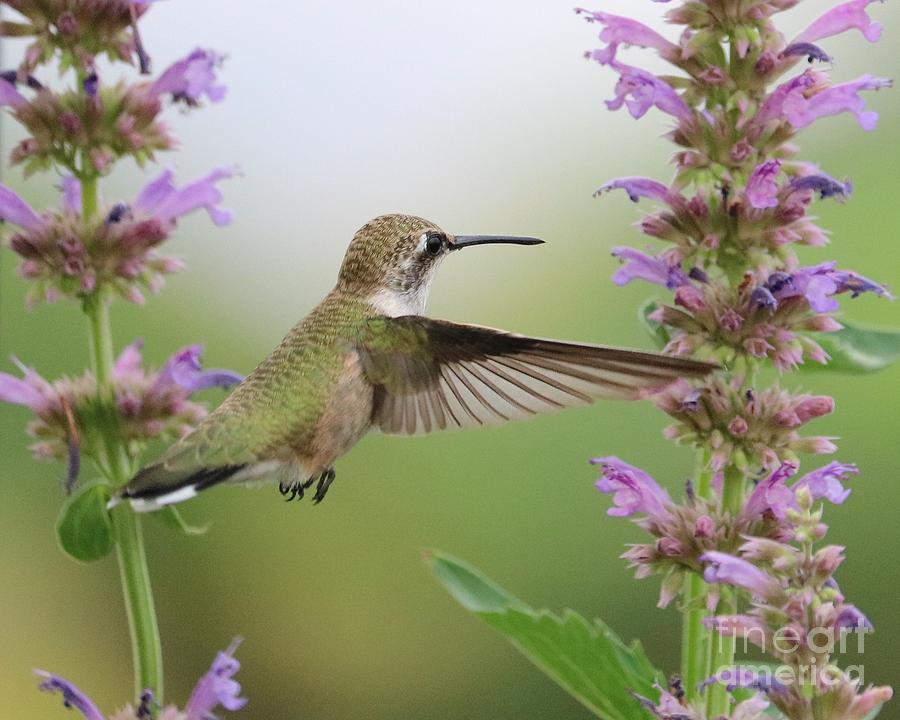 Translucent Hummingbird Wings Photograph