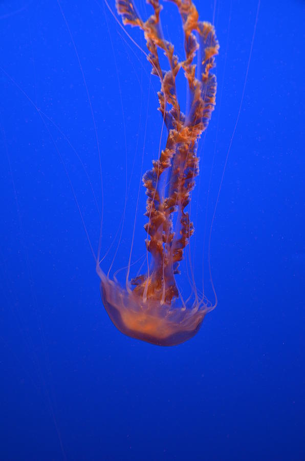 Translucent Jellyfish Floating Photograph by Marilyn MacCrakin - Pixels