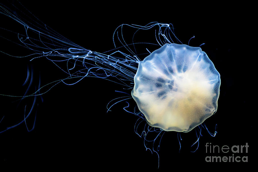 Transparent Jellyfish With Long Poisonous Tentacles Photograph by Andreas Berthold