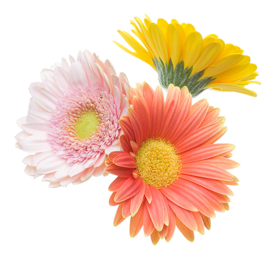 Transvaal daisy in a white background Photograph by Hawk111