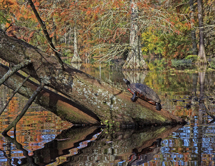 Trap Pond in the Fall Photograph by Robert Pilkington