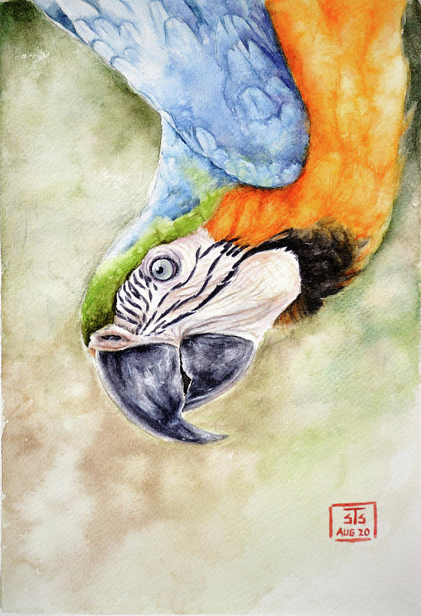 Trapeze - Blue And Gold Macaw Painting