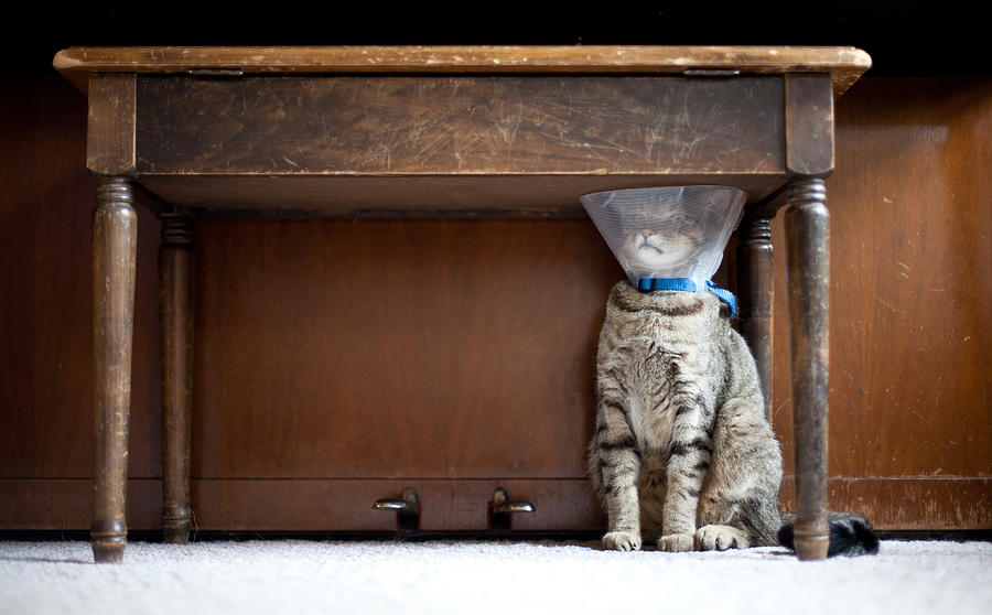 Trapped Cat with a Medical Cone Photograph by Photograph by Devon OpdenDries.
