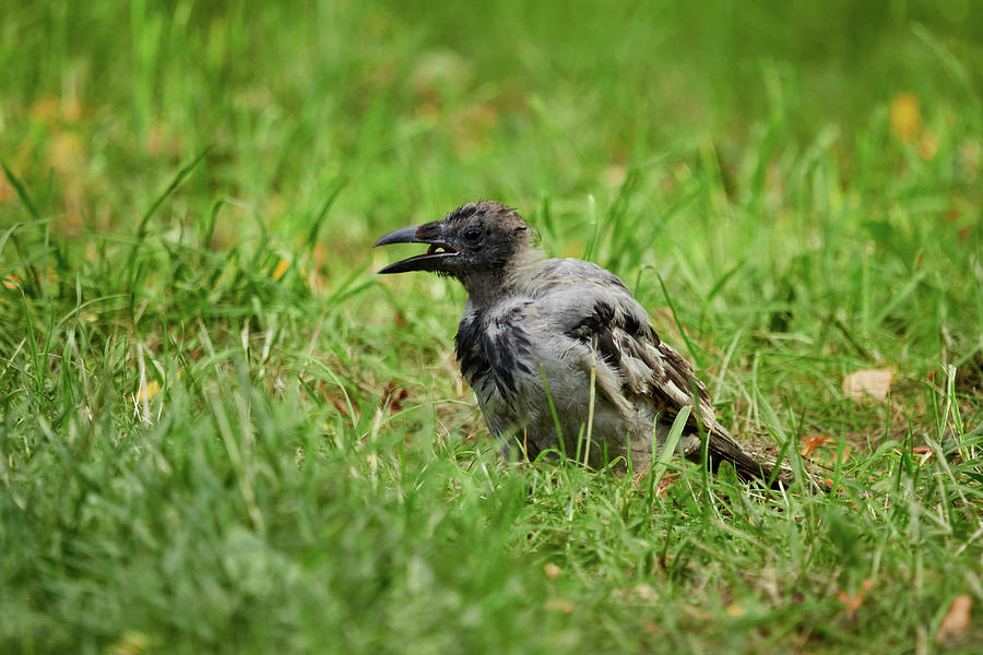 Trashfood Crow. Hooded crow Photograph by Jouko Lehto