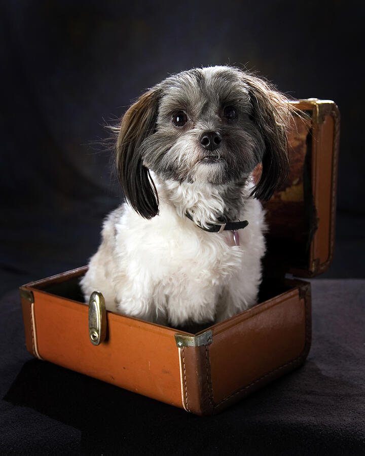 Cute Dog in a Suitcase Photograph - Travel Light by Mark Triplett