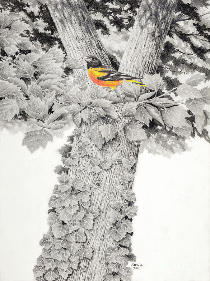Oriole Drawing - Traveler by Mike Farrell