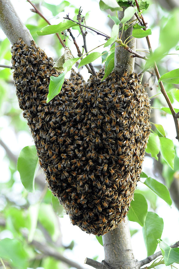 Traveling Bee Hive Photograph by Engle Meredith Traveling Bee Hive Photograph by Engle Meredith