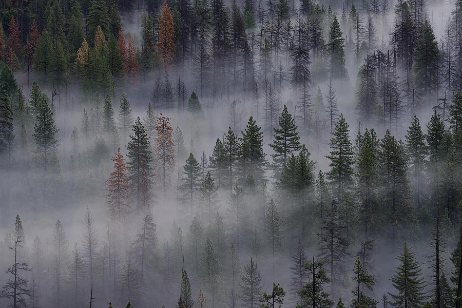 Traveling Mist in Yosemite II Photograph by Jon Glaser
