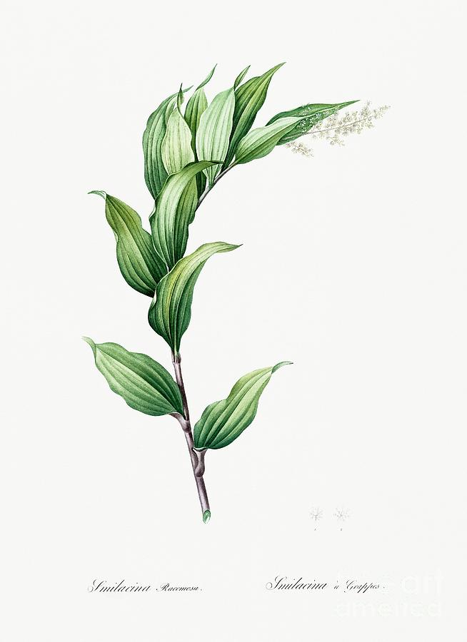 Spring Painting - Treacleberry illustration from Les liliacees 1805 by Pierre-Joseph Redoute by Shop Ability