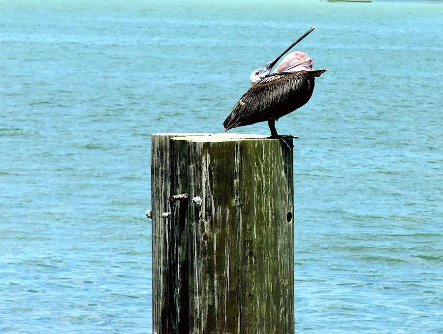 Treasure Island Brown Pelican Photograph by Christopher Mercer