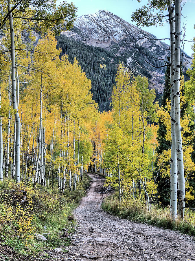 Treasure Mountain Aspens Photograph by JC Findley
