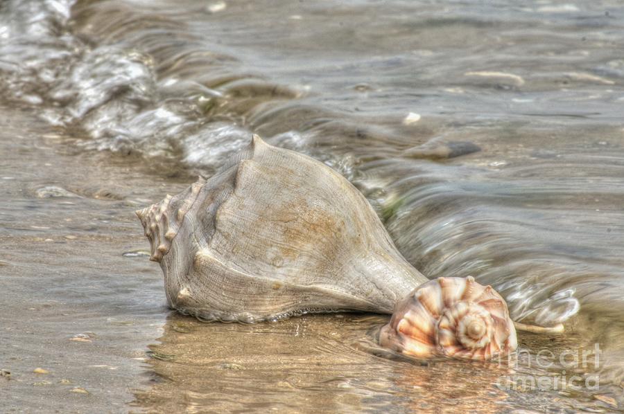 Shell Photograph - Treasures Found by Benanne Stiens