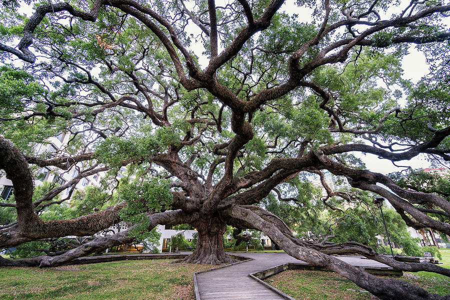 Treaty Oak, Jacksonville, Florida Photograph by Dawna Moore Photography