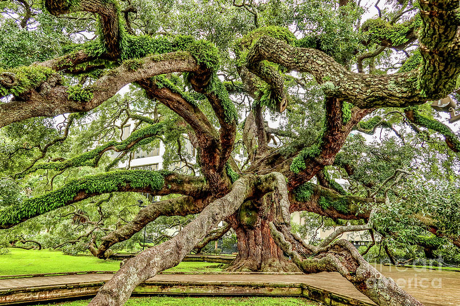 Tree Photograph - Treaty Oak Tree by Scott Moore
