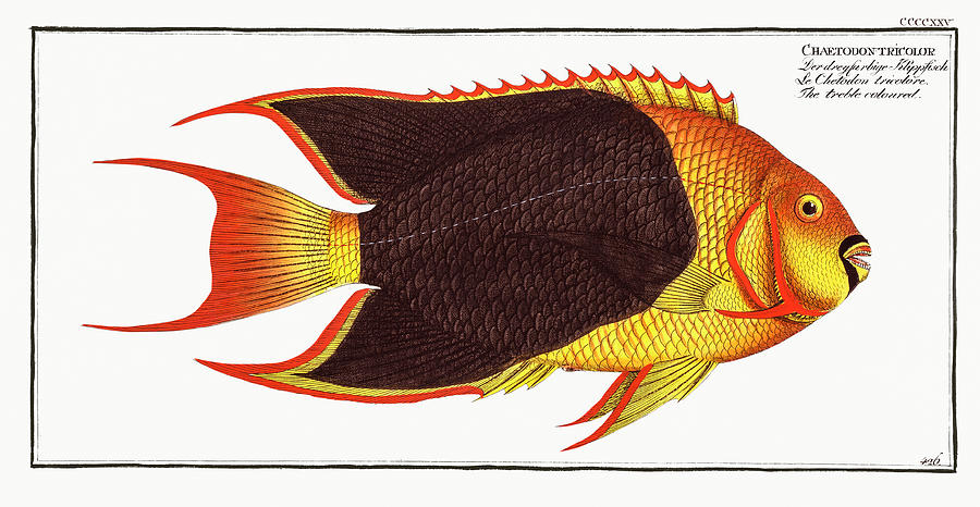 Treble-colored Fish Mixed Media by World Art Collective