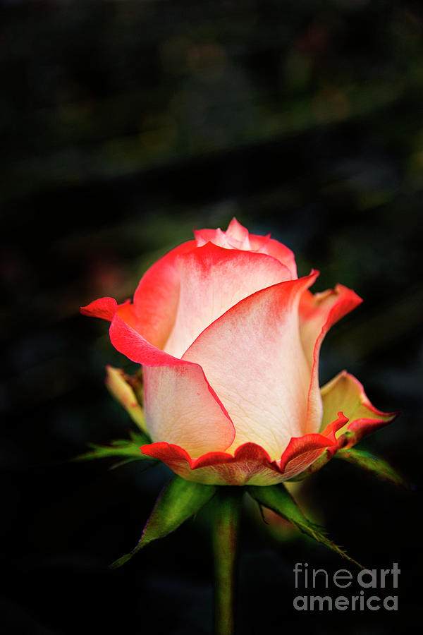 Rose Photograph - Trebol Roses Beauty by Al Bourassa