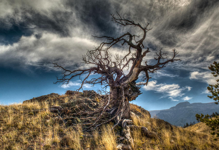 Tree & Sky Photograph by Yvette Ward-Horner