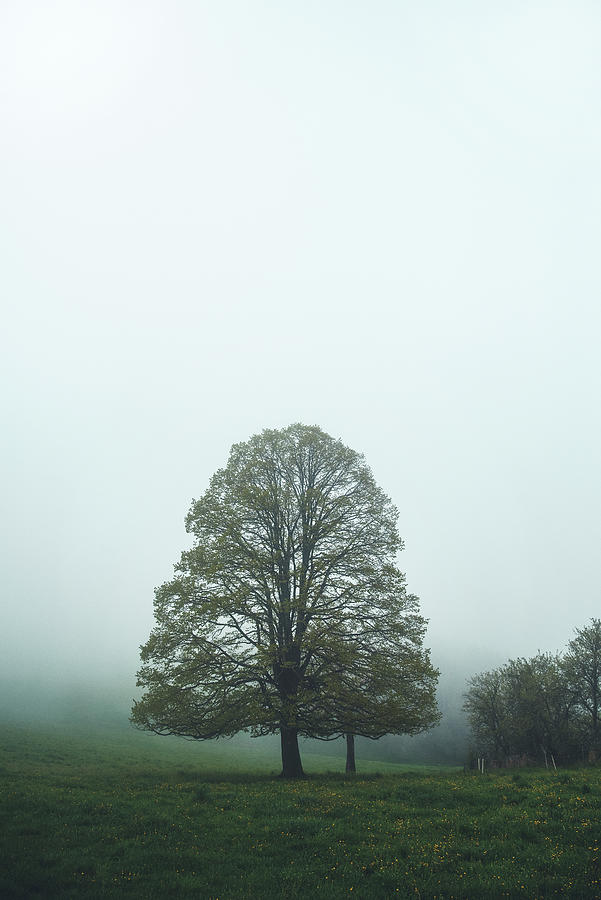 Tree #1 Photograph by Philippe Sainte-Laudy