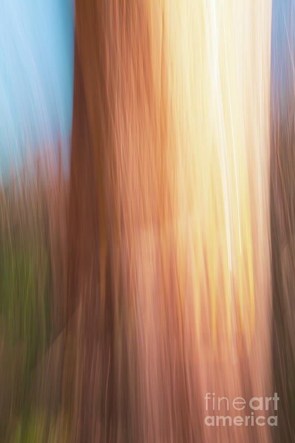 Abstract Photograph - Tree 11.02.20 by Howard Roberts