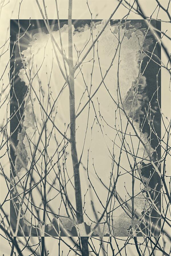 Tree Abstract BW Mixed Media by Sue Capuano Tree Abstract BW Mixed Media by Sue Capuano