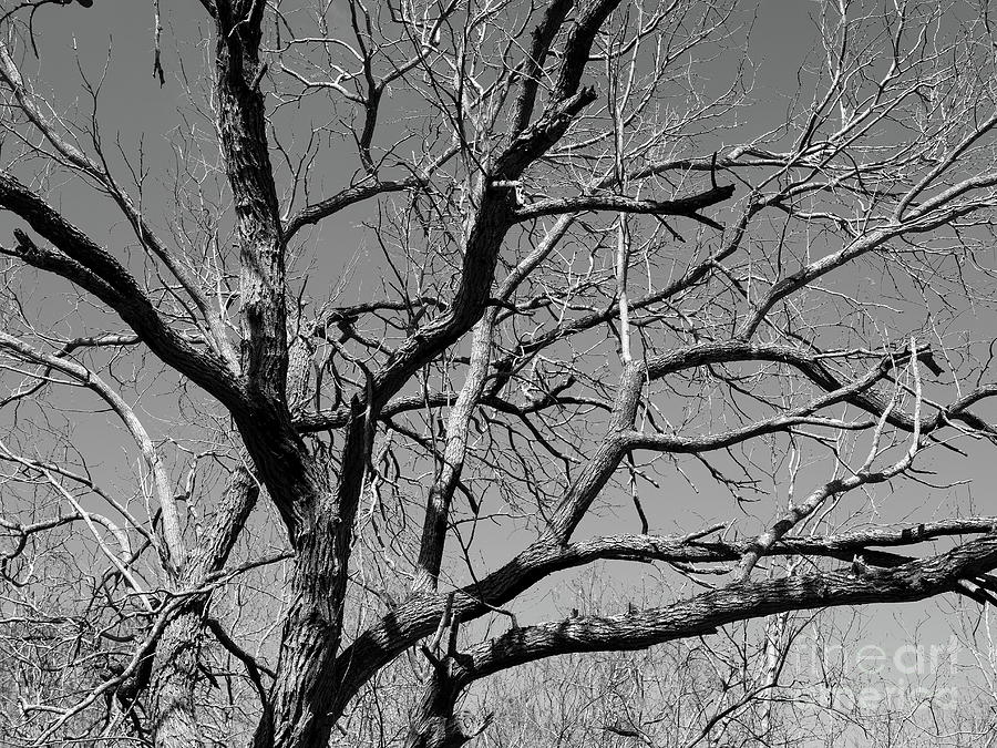 Tree Abstract In Black And White Photograph