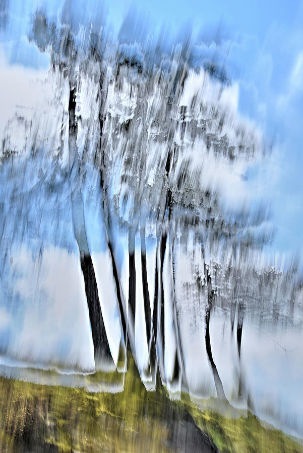 Tree Abstracts 6 Photograph by Kathy Paynter