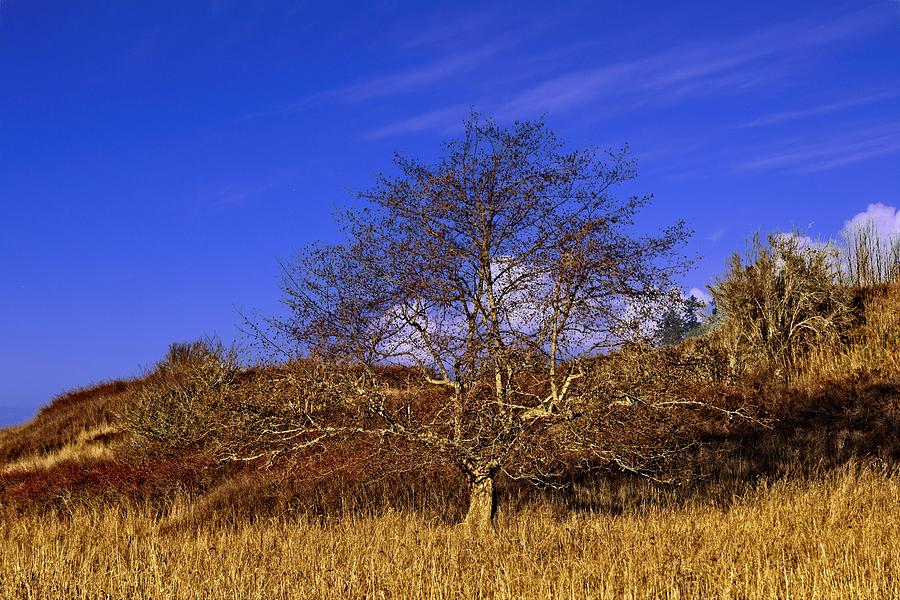 Tree Against A Slope Photograph by David Desautel