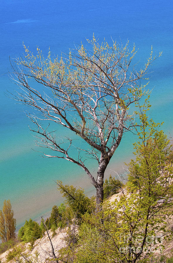 Tree Against Lake Michigan Photograph by Rachel Cohen