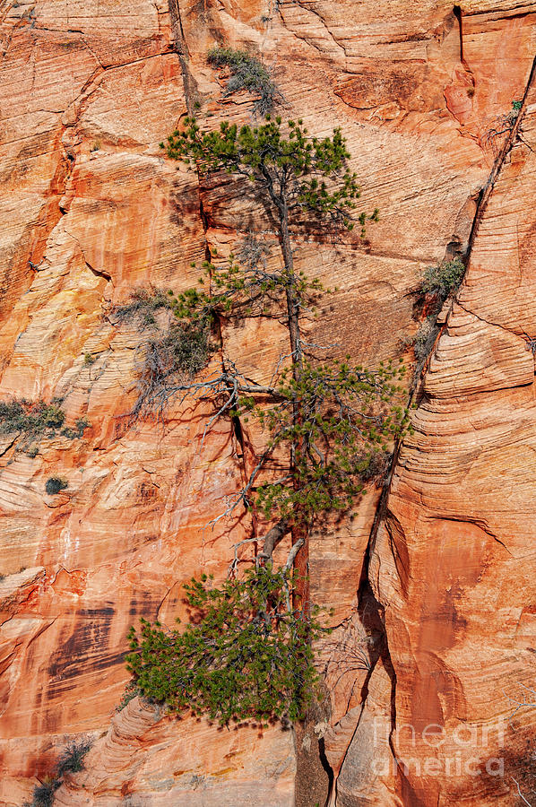Tree against the Rock Photograph by Bob Phillips