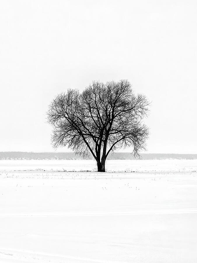 Tree Alone in the Snow Photograph by Andrew Wilson