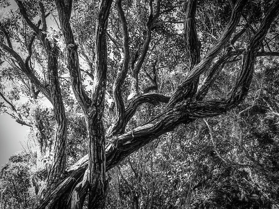 Tree along the Road to Hana 070 Photograph by James C Richardson