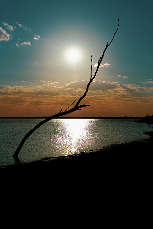Tree and a lake sunset Photograph by David Ilzhoefer
