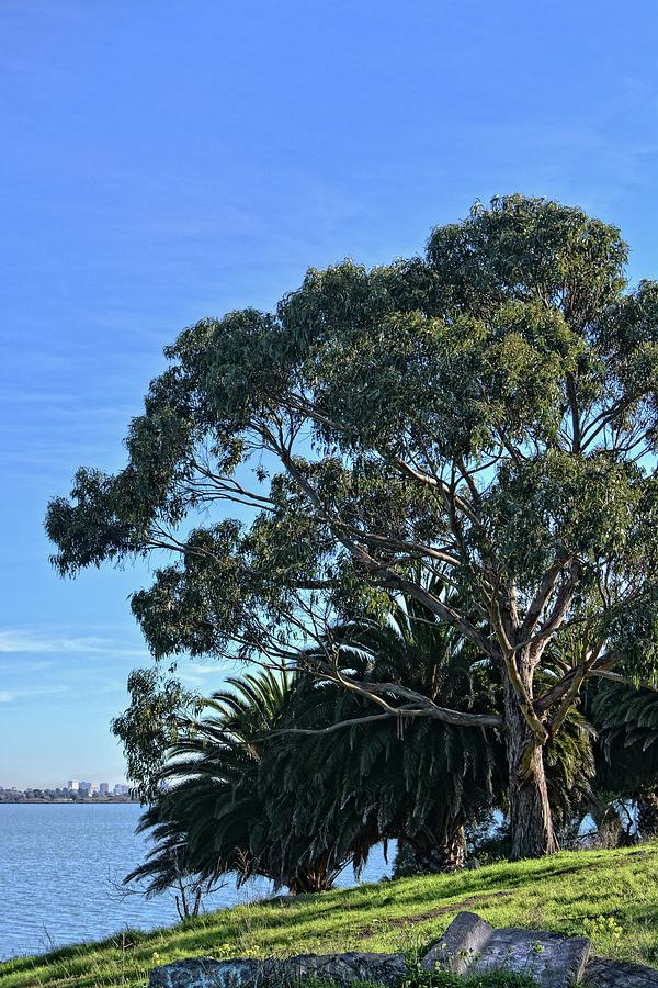 Tree And Bay Photograph