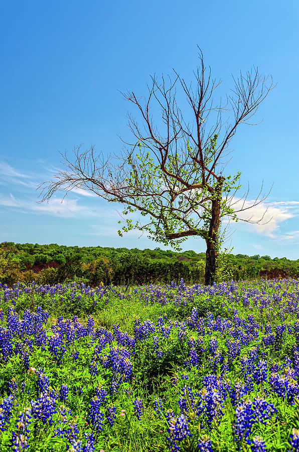 Tree and Bluebonnets 2012 Photograph by Greg Reed