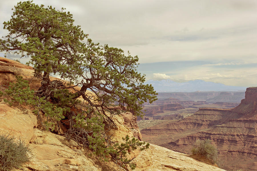 Tree and Canyonlands Overlook Photograph by Peter J Sucy